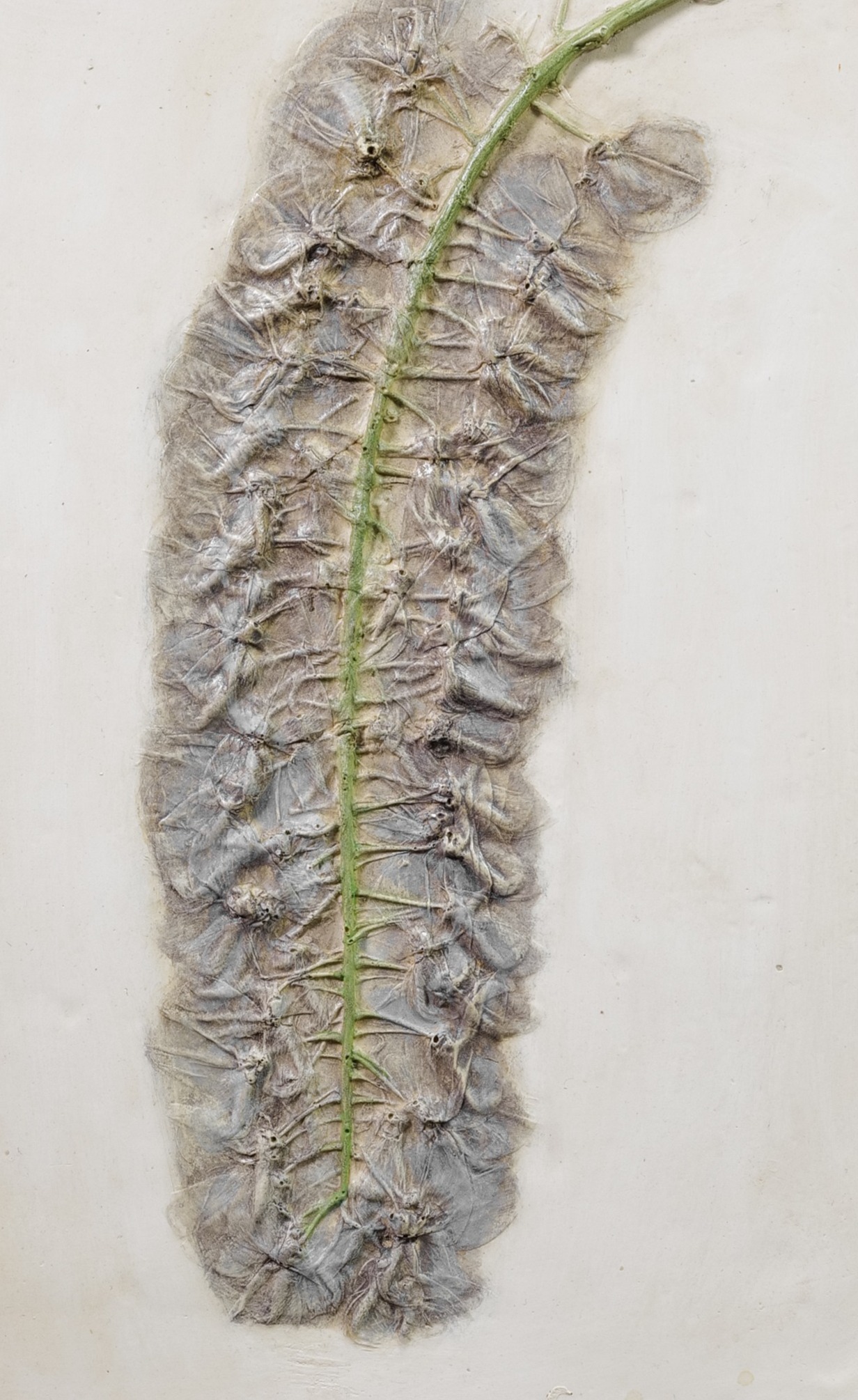 Empreinte d'une grappe de glycine